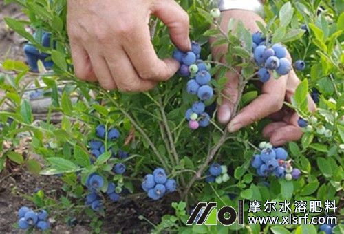 藍(lán)莓可以施的氮肥 藍(lán)莓可以施的氮肥