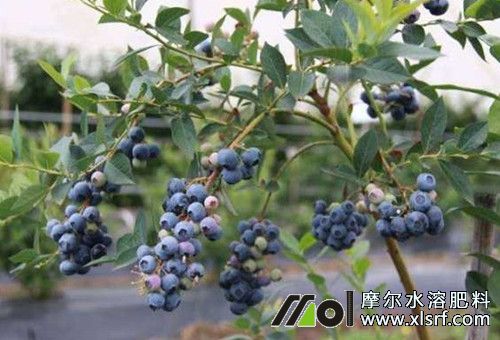 藍(lán)莓能上的氮肥 藍(lán)莓能上的氮肥
