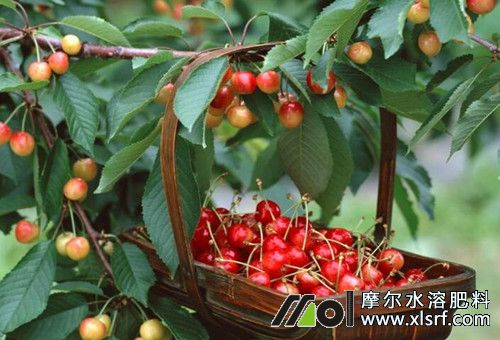 櫻桃水溶肥肥效 櫻桃水溶肥肥效