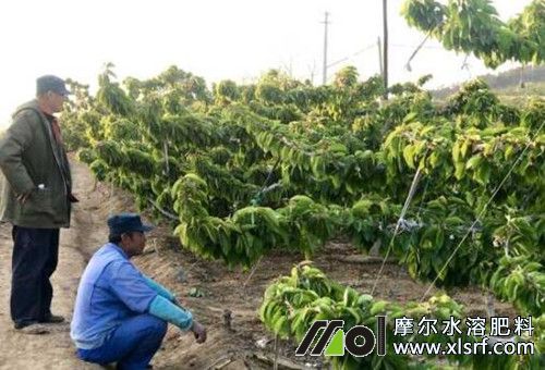 櫻桃樹(shù)施肥 櫻桃樹(shù)施肥