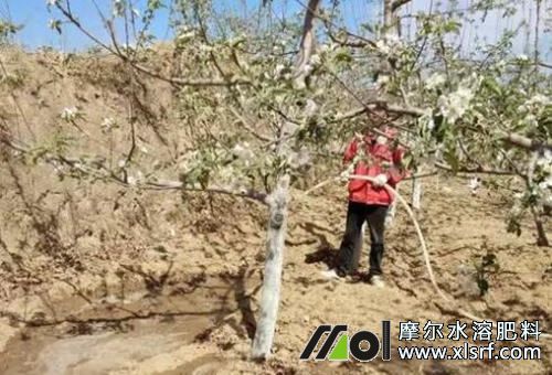 果樹(shù)沖施肥料 果樹(shù)沖施肥料