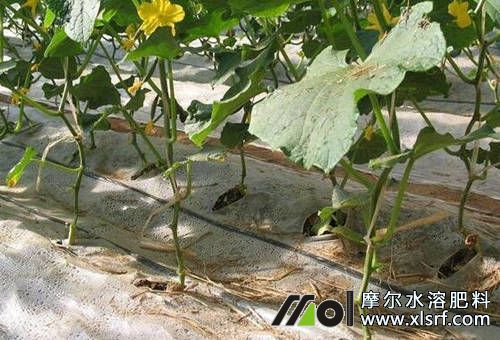 水溶肥施后下雨問題 水溶肥施后下雨問題