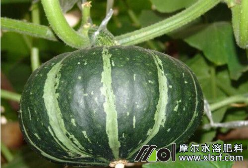 南瓜種植施肥 南瓜種植施肥