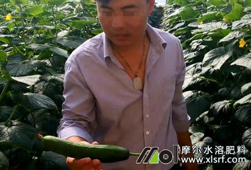 水溶肥好壞判斷 水溶肥好壞判斷