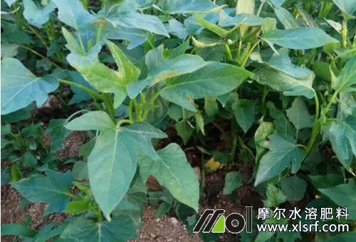 紅薯提苗肥 紅薯提苗肥