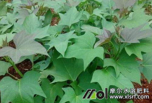 紅薯壯苗肥 紅薯壯苗肥