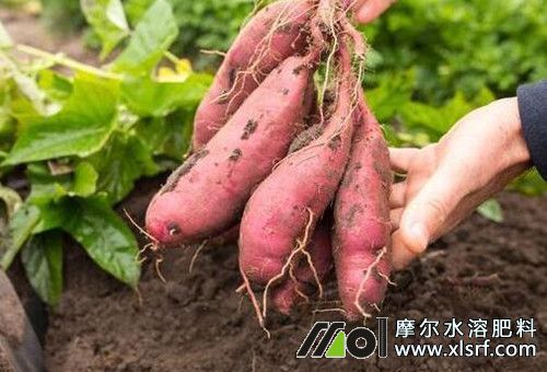 紅薯裂縫肥 紅薯裂縫肥