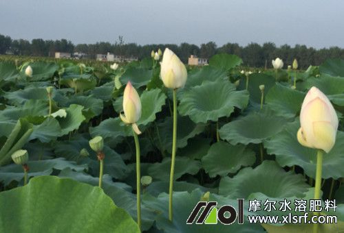 蓮藕立葉中期 蓮藕立葉中期