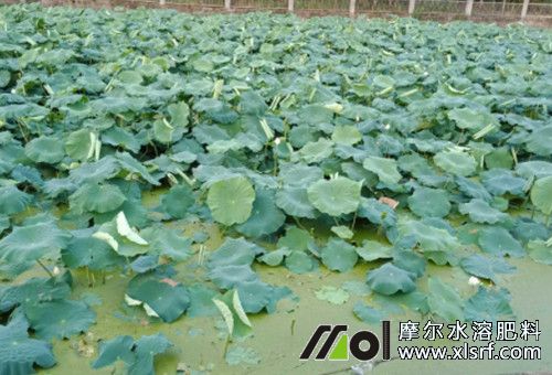 蓮藕立葉期 蓮藕立葉期