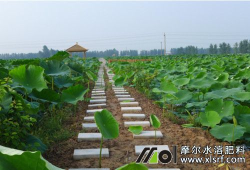 蓮藕用水溶肥 蓮藕用水溶肥