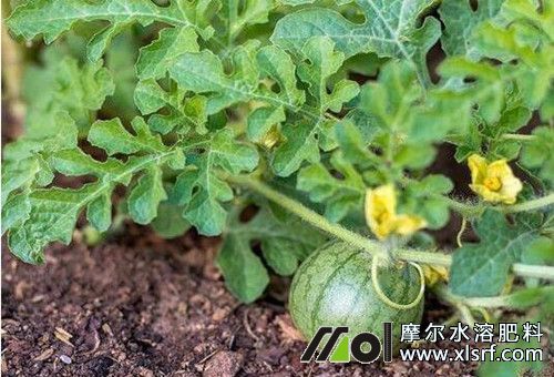 西瓜膨大期追肥 西瓜膨大期追肥