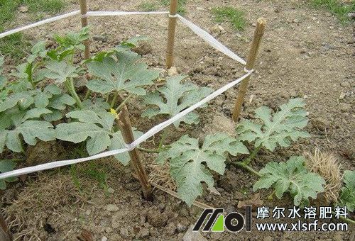 西瓜蔓追肥 西瓜蔓追肥