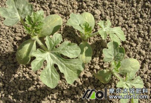 西瓜苗施肥 西瓜苗施肥