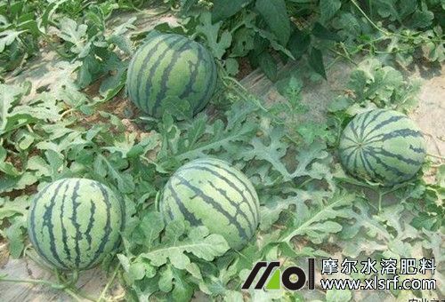 種西瓜施肥策略 種西瓜施肥策略