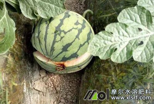 激素對植物好壞 激素對植物好壞