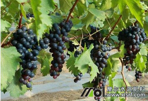 葡萄成熟期 葡萄成熟期