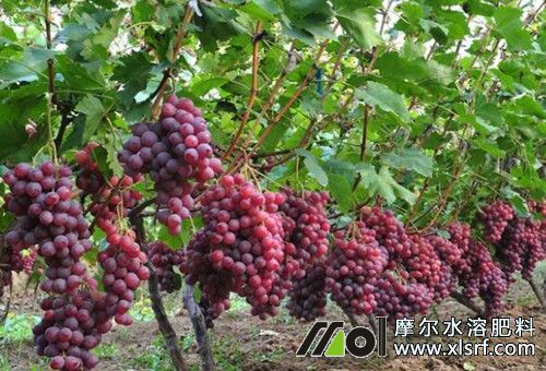 葡萄生長周期 葡萄生長周期