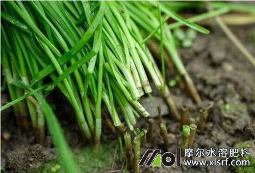韭菜種植施肥 韭菜種植施肥