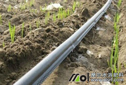 韭菜種植滴灌施肥 韭菜種植滴灌施肥