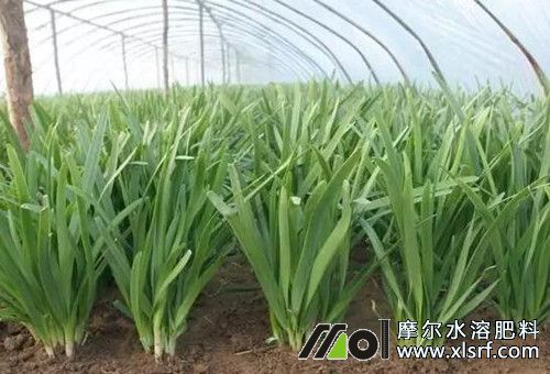 韭菜種植追施水溶肥 韭菜種植追施水溶肥