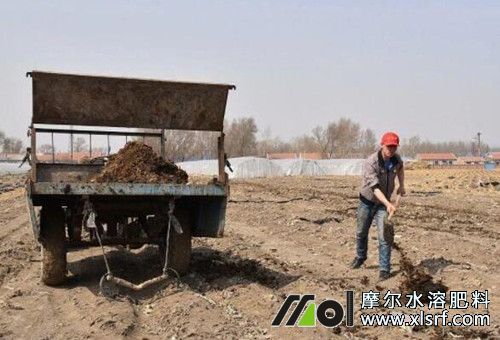 韭菜種植施底肥 韭菜種植施底肥