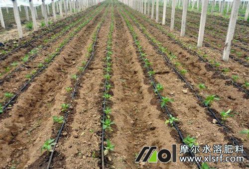 水溶肥滴灌使用 水溶肥滴灌使用
