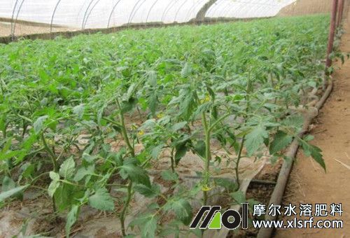 蔬菜種植施水溶肥 蔬菜種植施水溶肥