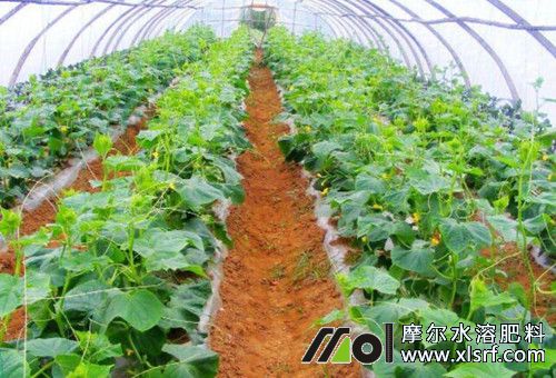 水溶肥用量比例 水溶肥用量比例