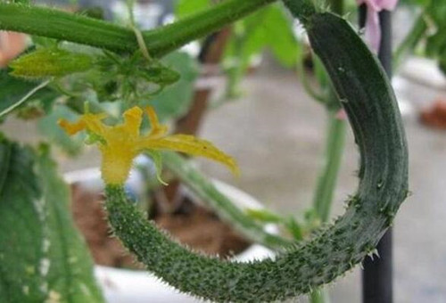 黃瓜彎瓜 黃瓜彎瓜