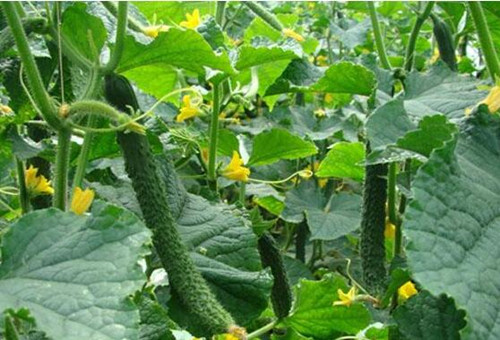 黃瓜結(jié)瓜期追肥 黃瓜結(jié)瓜期追肥