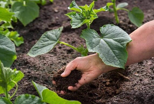 黃瓜苗期追肥 黃瓜苗期追肥