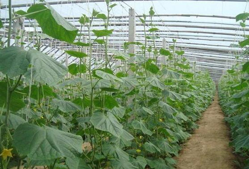 黃瓜種植施肥 黃瓜種植施肥