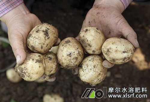 土豆施用水溶肥效果 土豆施用水溶肥效果