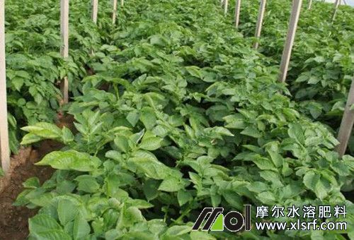 土豆施用水溶肥效果 土豆施用水溶肥效果
