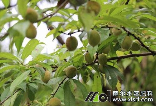 桃樹膨果肥施肥時間 桃樹膨果肥施肥時間