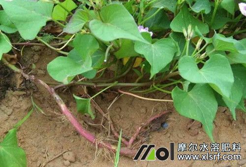 紅薯裂縫期追肥 紅薯裂縫期追肥