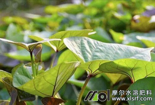 紅薯壯株期追肥 紅薯壯株期追肥