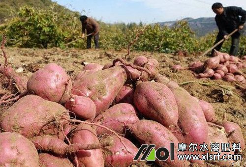 紅薯種植用肥 紅薯種植用肥