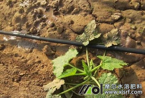 水溶肥正確用法 水溶肥正確用法