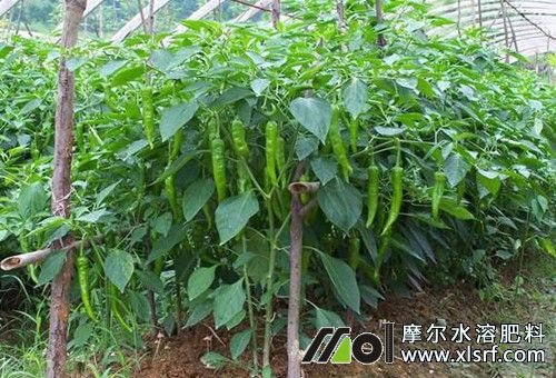 蔬菜種植常用水溶肥 蔬菜種植常用水溶肥