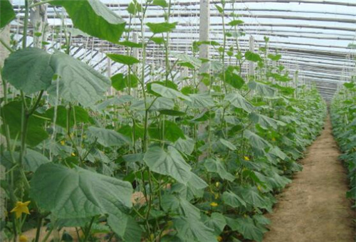 黃瓜缺水長(zhǎng)不大 黃瓜缺水長(zhǎng)不大