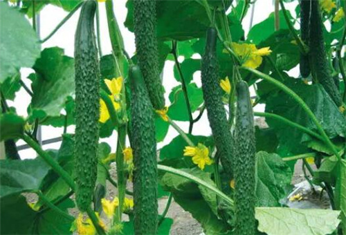 黃瓜追肥水溶肥選擇 黃瓜追肥水溶肥選擇