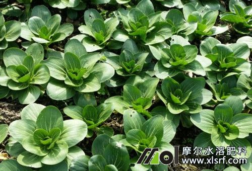 水溶肥能淋的蔬菜 水溶肥能淋的蔬菜