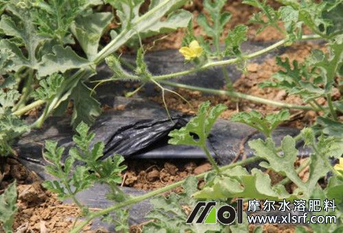 西瓜滴灌施肥 西瓜滴灌施肥