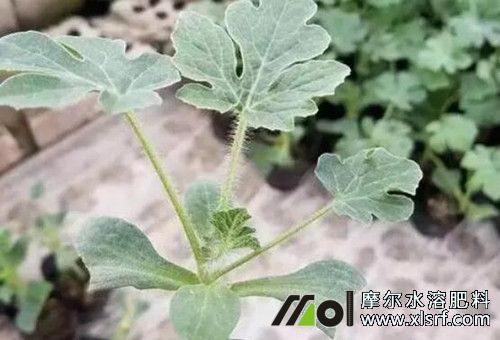 西瓜幼苗期 西瓜幼苗期