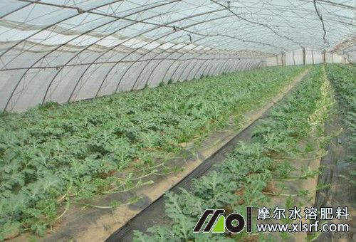 西瓜伸蔓期 西瓜伸蔓期