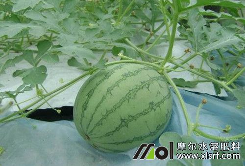 西瓜結(jié)瓜期 西瓜結(jié)瓜期