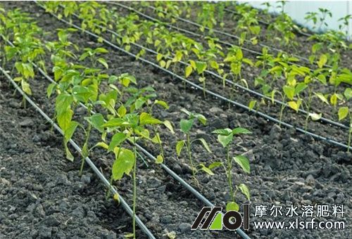 水溶肥使用注意 水溶肥使用注意