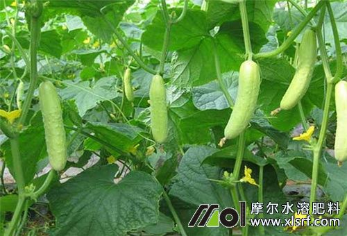 蔬菜適合水溶肥 蔬菜適合水溶肥