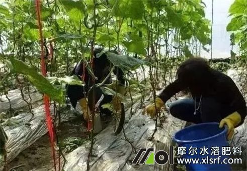 水溶肥灌根注意 水溶肥灌根注意